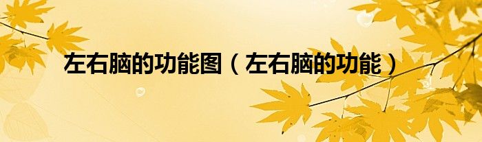 左右脑的功能图（左右脑的功能）