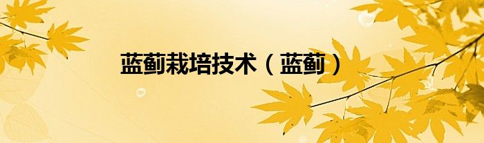 蓝蓟栽培技术（蓝蓟）