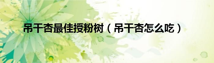 吊干杏最佳授粉树（吊干杏怎么吃）