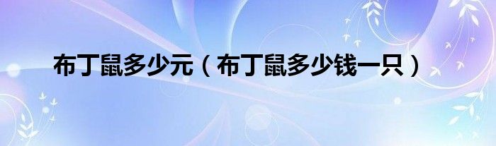 布丁鼠多少元（布丁鼠多少钱一只）