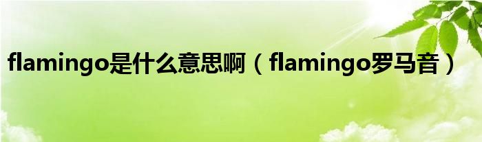 flamingo是什么意思啊（flamingo罗马音）
