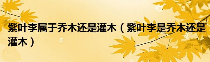 紫叶李属于乔木还是灌木（紫叶李是乔木还是灌木）