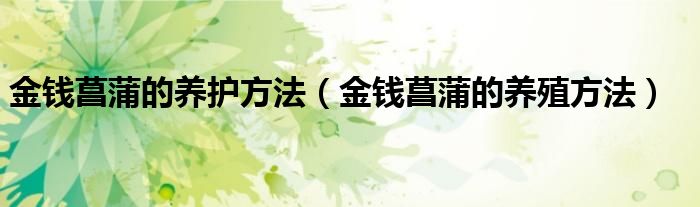 金钱菖蒲的养护方法（金钱菖蒲的养殖方法）