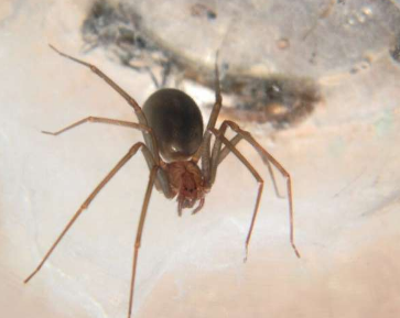 抗蛇毒血清可降低被褐隐士蜘蛛咬伤患者皮肤坏死的风险