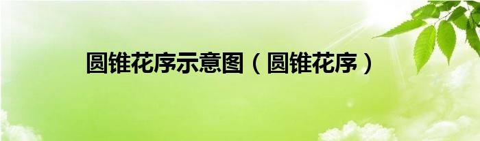 圆锥花序示意图（圆锥花序）