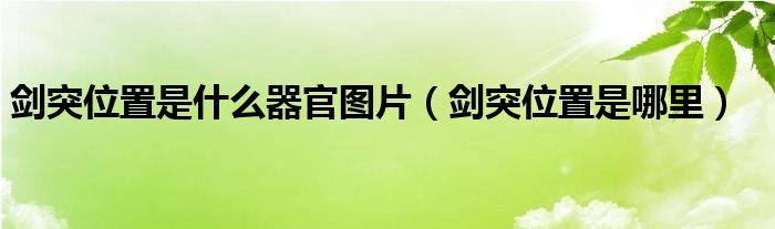 剑突位置是什么器官图片（剑突位置是哪里）