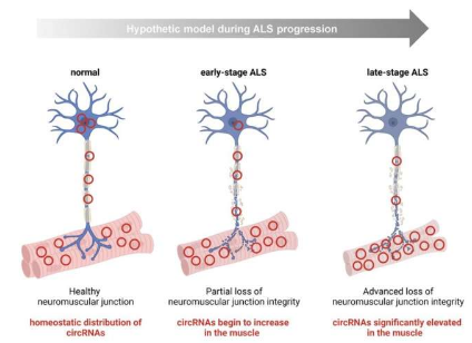 人类 ALS 骨骼肌的转录组学分析揭示了 circRNA 失调的疾病特异性模式