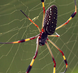 一些蜘蛛可能会织出含有神经毒素的毒网