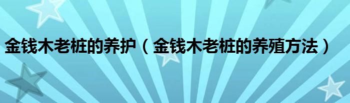金钱木老桩的养护（金钱木老桩的养殖方法）