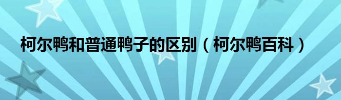 柯尔鸭和普通鸭子的区别（柯尔鸭百科）