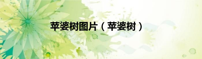 苹婆树图片（苹婆树）