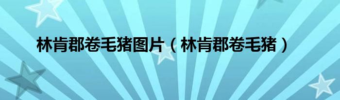 林肯郡卷毛猪图片（林肯郡卷毛猪）