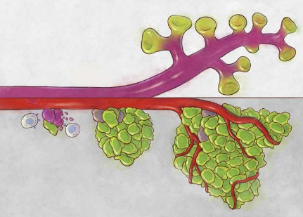 变形干细胞是癌症转移和免疫逃避的关键