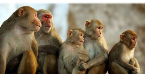 自闭症谱系障碍研究将猴子视为可能的模型