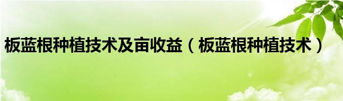 板蓝根种植技术及亩收益（板蓝根种植技术）