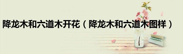 降龙木和六道木开花（降龙木和六道木图样）