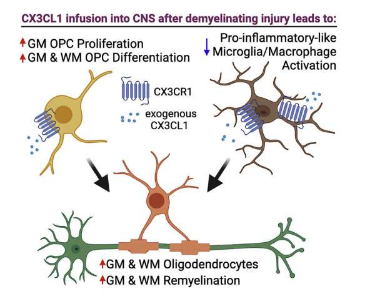 研究人员朝着发现大脑分子如何阻止 MS 迈出了又一步