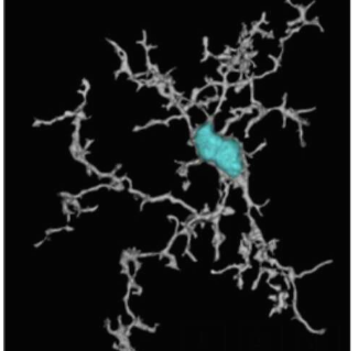 一种具有转运载体的 TREM2 激活抗体 可促进脑小胶质细胞的新陈代谢和功能