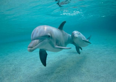新方法可以控制已知会导致海豚肾结石的物质的生长