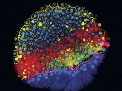 高精度机械传感系统可测量组织 单细胞的体内生物力学特性