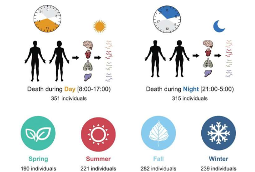 整个人体的季节性和昼夜遗传变异图