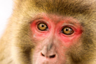 猴子可能与人类共享一项关键的语法相关技能