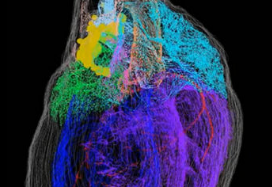 一张新的3D地图照亮了心脏内的小脑袋