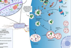 UIC科学家找到更好地靶向细胞蛋白质的新方法