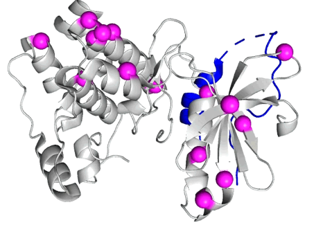 复活古老的蛋白质伙伴揭示了蛋白质调节的起源