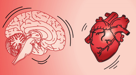 科学家根据心跳时大脑的抖动方式对神经元进行分类
