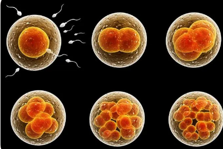 胎儿细胞程序似乎可以预防急性髓性白血病