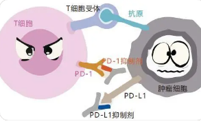 科学家确定了唐氏综合症自身免疫的潜在机制