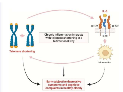 端粒缩短与老年人的抑郁和认知障碍有关