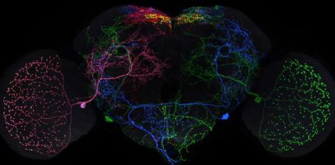 团队发布 74,000 张果蝇大脑图像用于神经科学研究