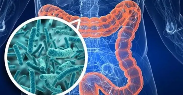 肠道细菌影响肝脏的再生能力