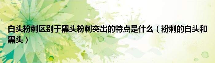 白头粉刺区别于黑头粉刺突出的特点是什么（粉刺的白头和黑头）