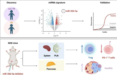 研究儿童 1 型糖尿病的部分缓解：新的生物标志物和 microRNA 的免疫调节作用