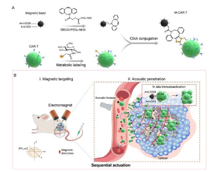 为精准抗肿瘤免疫治疗开发的基于磁声驱动的CAR T细胞机器人