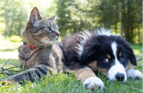 多重耐药生物体可以在健康的狗和猫与其住院的主人之间传播