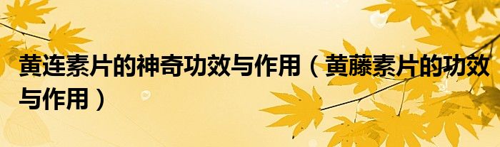 黄连素片的神奇功效与作用（黄藤素片的功效与作用）