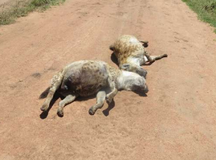 检查车辆与塞伦盖蒂斑点鬣狗发生致命碰撞的风险