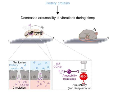 最近对睡眠的研究揭示了大脑和肠道之间意想不到的联系
