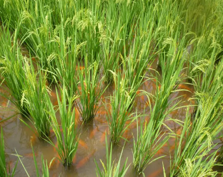 水稻创意：古老的耕作技术开启新的可持续解决方案