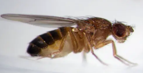 基因发现揭示了果蝇如何避热