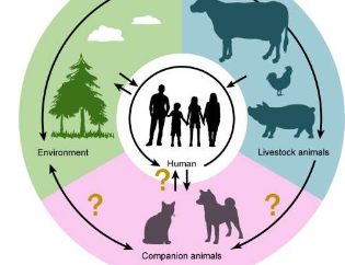 伴侣动物可能成为耐药细菌跨物种传播的宿主