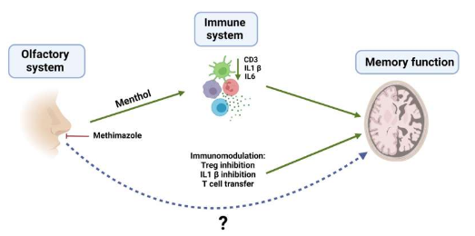 吸入薄荷醇可改善阿尔茨海默病患者的认知功能