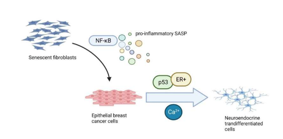 衰老相关分泌表型诱导神经内分泌转分化