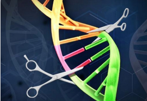 新的CRISPR基因组编辑技术帮助科学家探索许多与癌症相关的突变