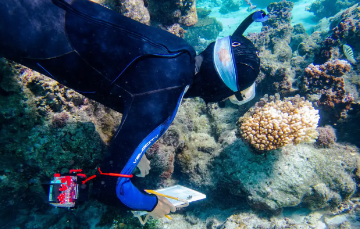 珊瑚灾难：科学家发现漂白的隐藏危险