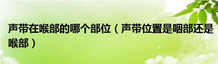 声带在喉部的哪个部位（声带位置是咽部还是喉部）